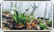 100*60 1422 - Репродукция картины [01103039]