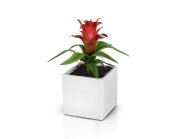 Цветочная композиция Гусмания, размер: высота 23 с [01093948]