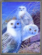 30х40 14 - Картина 5D [01109912]