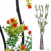 651556 (в уп.150шт.) - Сухоцвет, набор 5 штук, H=1 [01098519]