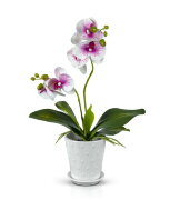 Орхидея в стакане , размер: высота 35 см., ширина [01090168]