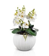 Орхидея в шаре, размер: высота 40 см, ширина 25 см [01109128]