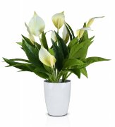 Цветочная композиция Спацифилиум большой, размер: [01105121]