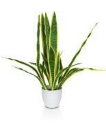 Цветочная композиция Щучий Хвост, размер: высота 7 [01094138]