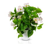 Цветочная композиция Бальзамин, размер: высота 35 [01094338]