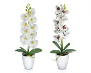 Орхидея в пластиковом горшке, размер: высота 60 см [01097648]
