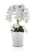 Орхидея напольная, размер: высота 80 см, ширина 50 [01093438]