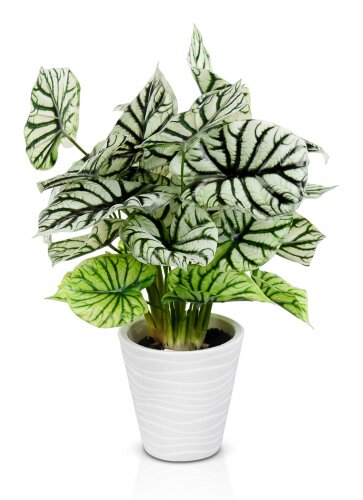 Сингониум, размер: высота 50 см, ширина 35 см., ма [01109125] Сингониум, размер: высота 50 см, ширина 35 см., материал: пластик. РУЧНАЯ РАБОТА