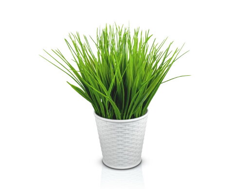Осока в пластиковом горшке, размер: высота 23см., [01089023] Осока в пластиковом горшке, размер: высота 23см., ширина 25 см., материал: пластик РУЧНАЯ РАБОТА
