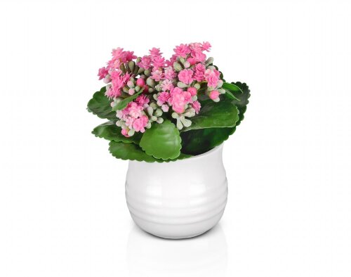 Толокнянка, размер: высота 20 см., ширина 20 см., [01109408] Толокнянка, размер: высота 20 см., ширина 20 см., материал: керамика