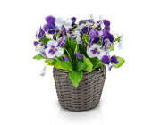 Цветочная композиция Анютины Глазки, размер: высот [01095625]