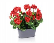 Цветочная композиция Герань Большая, размер: высот [01094140]