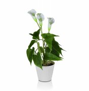 Цветочная композиция Каллы размер: высота 40 см, ш [01101059]