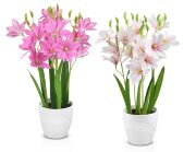 Крокусы, размер: высота 50 см, ширина 35 см, матер [01109131]