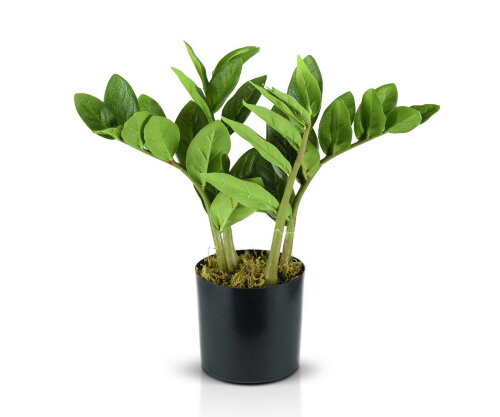 Замиокулькас, размер: высота 40 см, ширина 30 см., [01088721] Замиокулькас, размер: высота 40 см, ширина 30 см., материал: пластик. РУЧНАЯ РАБОТА