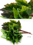 680714 (в уп.2/600шт.) - Зелень искусственная 37см [01099847]