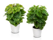 Зелень-мини в пластиковом горшке, размер: высота 2 [01099480]