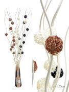 651564 (в уп.100наб.) - Сухоцвет набор 5 штук, H=1 [01094169]