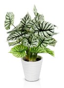 Сингониум, размер: высота 50 см, ширина 35 см., ма [01109125]