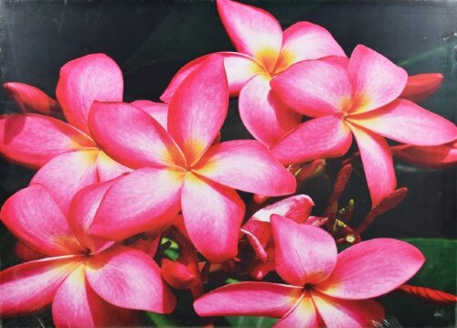 50*70 13 канвас [01098351] 50*70 13 канвас