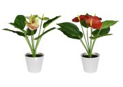 Цветочная композиция Антуриум, размер: высота 40 с [01099479]